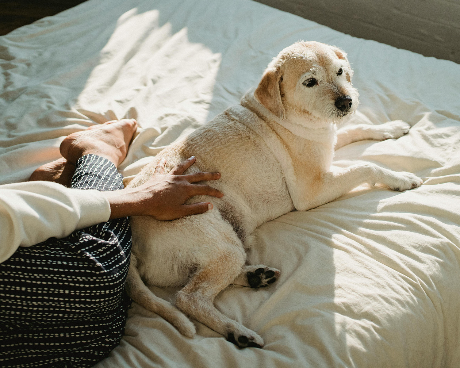 white border terrier lying on a bed
