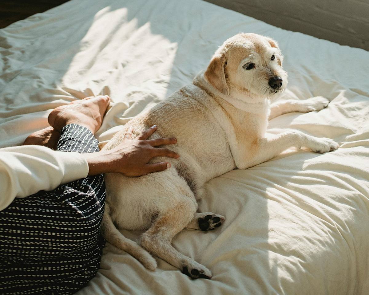 white border terrier lying on a bed