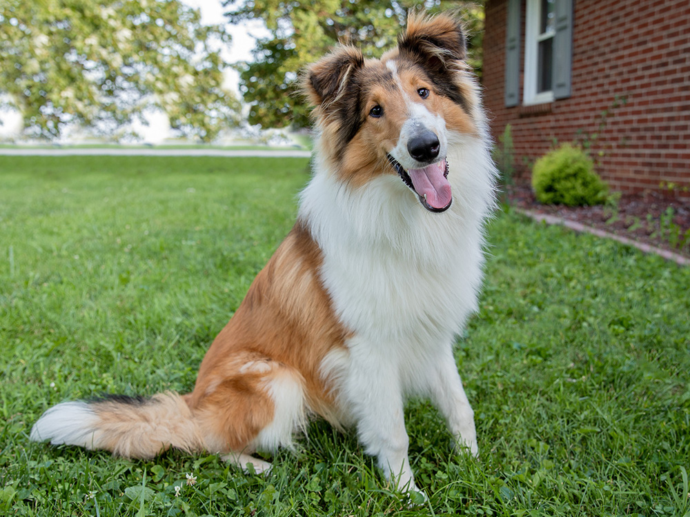 A large white-and-brown dog sits on grass next to a brick house.