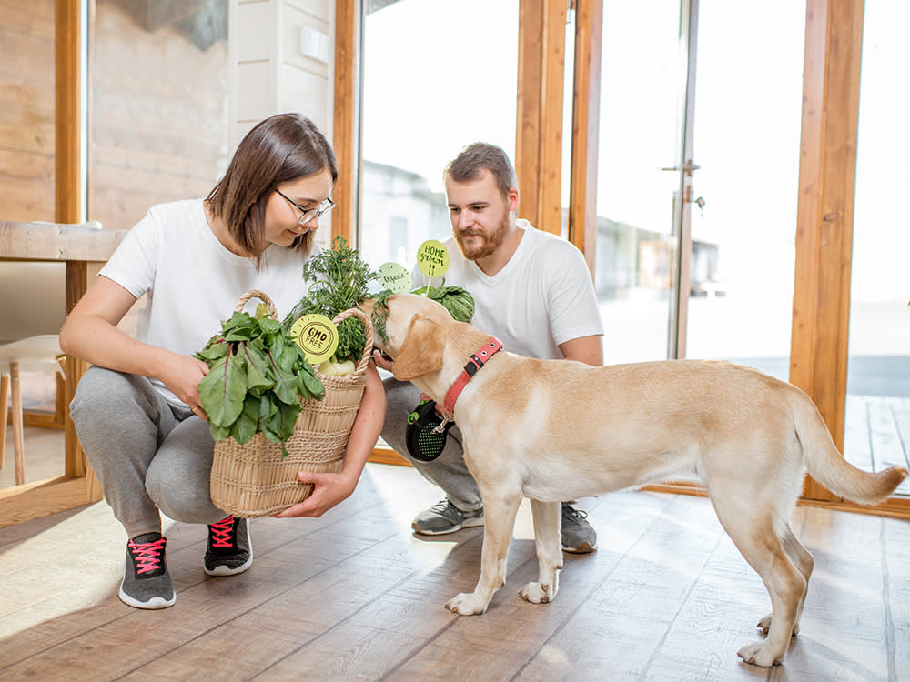 Young couple feeding their dog with healthy green food from the farmers market at home