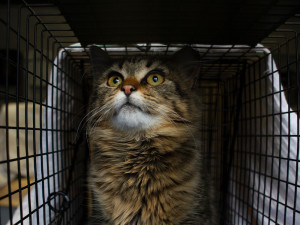 A fluffy red-brown cat in a crate 