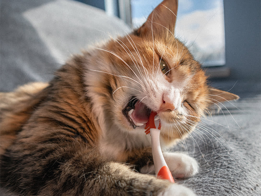 Cat with a toothbrush