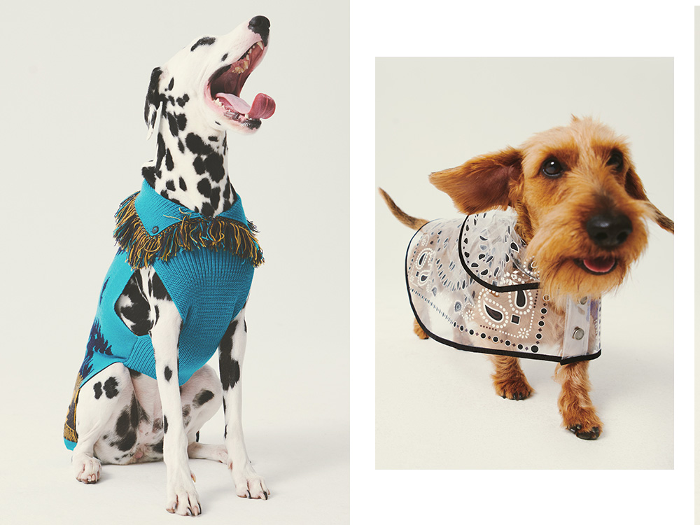 alanui x poldo dog couture 