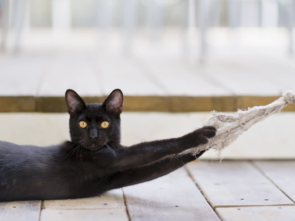A black cat holding onto a rope with its claws. 
