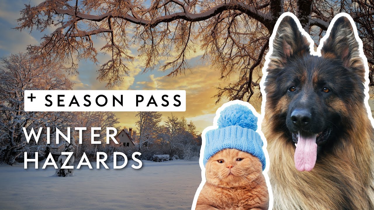 Winter Hazards for Pets | Dr. Kirsten's Season Pass