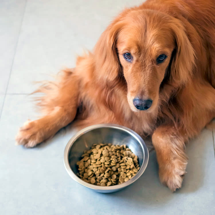 Picky dog doesn't want to eat his kibble at home.