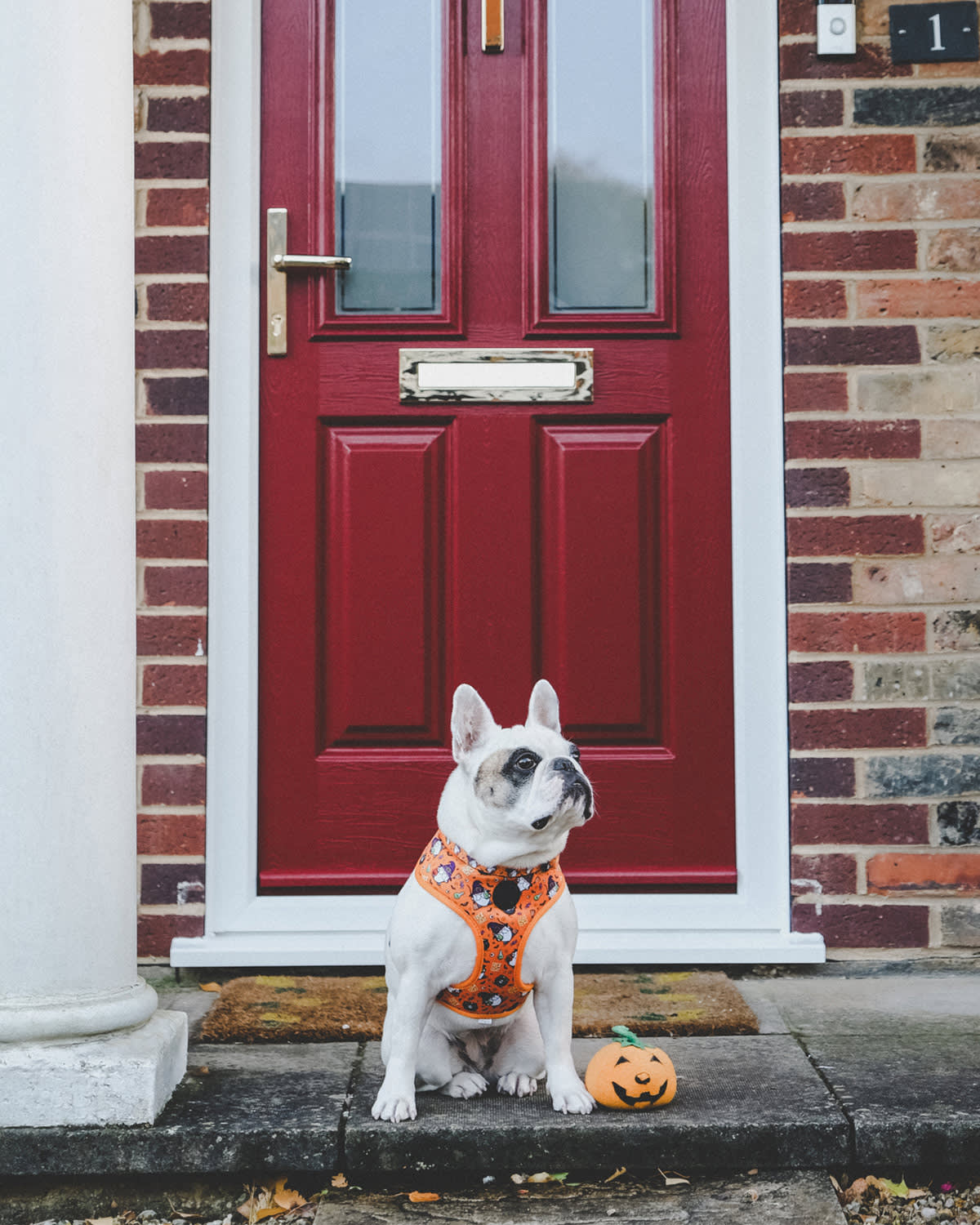 dog outside a door next to a pumpkin toy