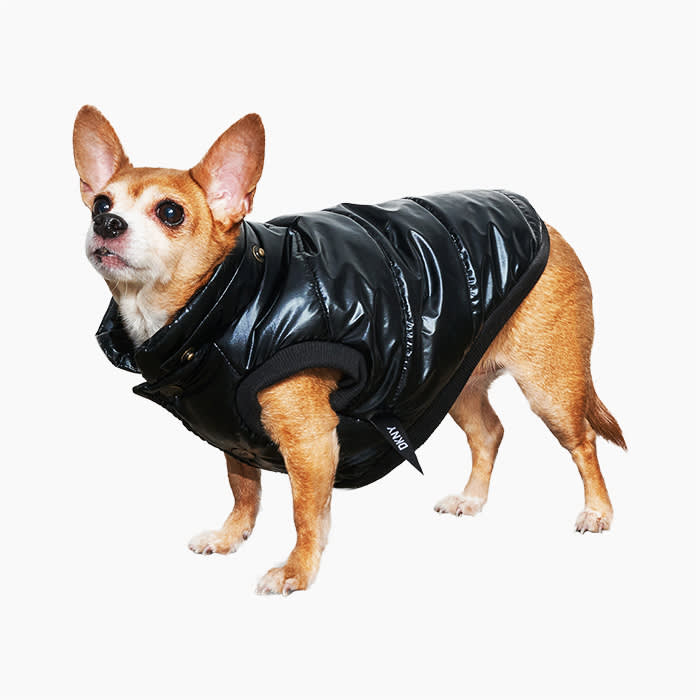 small dog wearing dkny x found my animal dog puffer jacket black