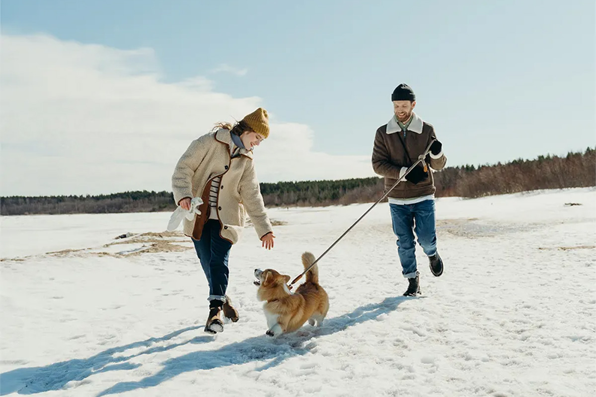 Dog walking in the snow