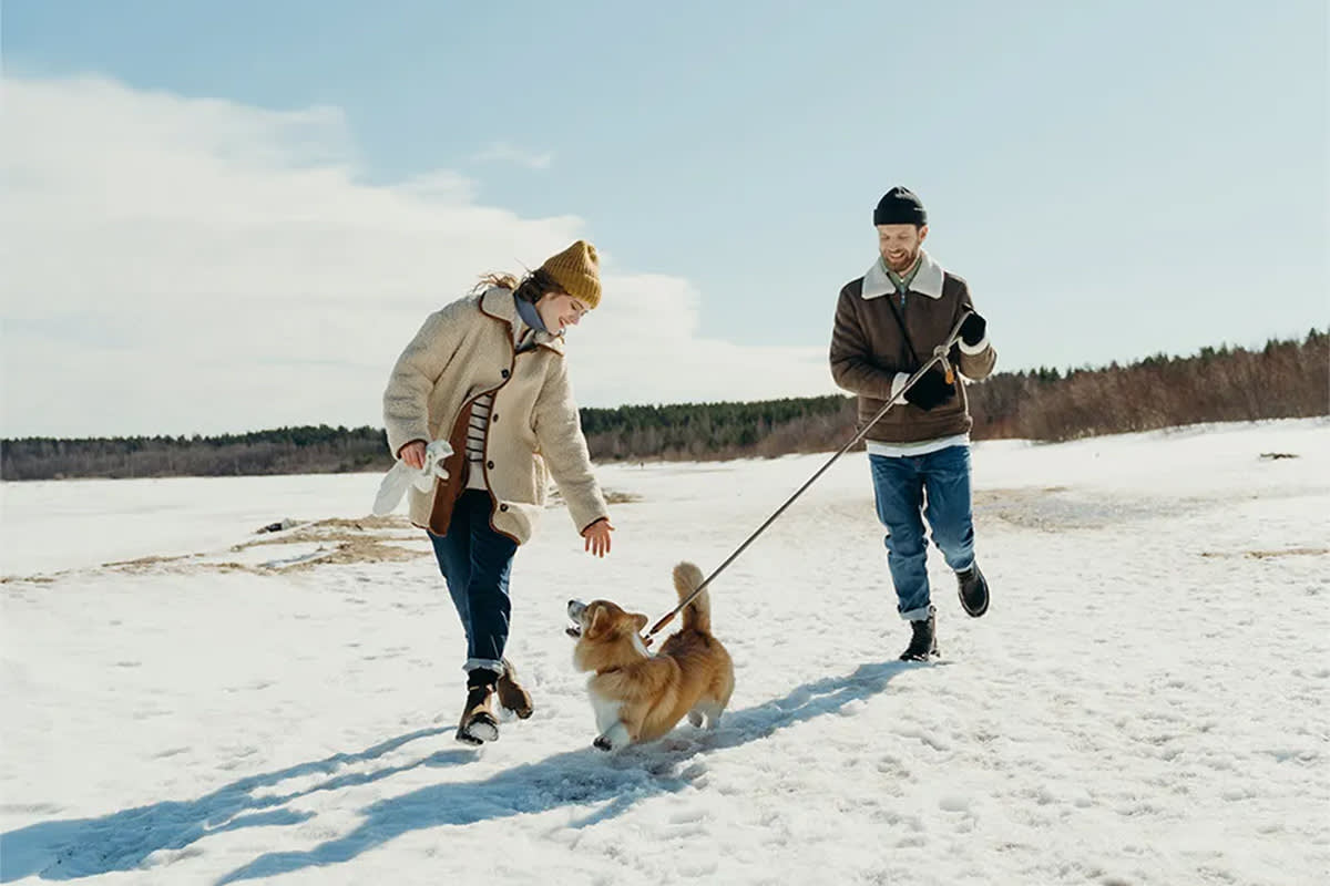 Dog walking in the snow