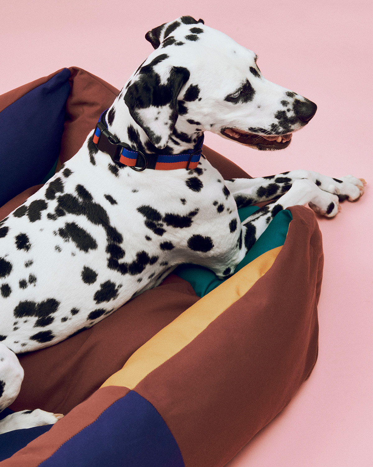 Dalmatian lying on colourful HAY Design dog bed wearing colourful HAY Design dog collar in blue and red