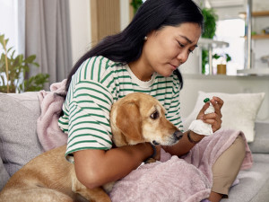 Woman taking temperature of her brown dog.