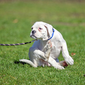 Cute Boxer puppy itching itself in the grass outside.