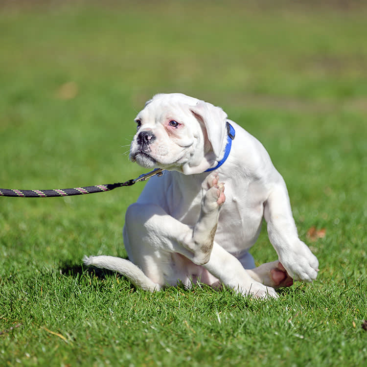 Cute Boxer puppy itching itself in the grass outside.