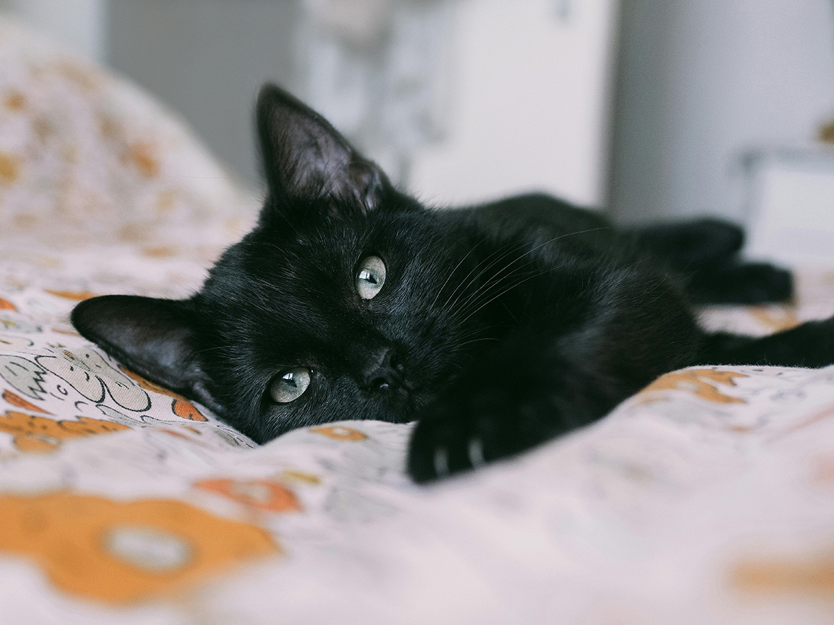 black cat lying on a bed