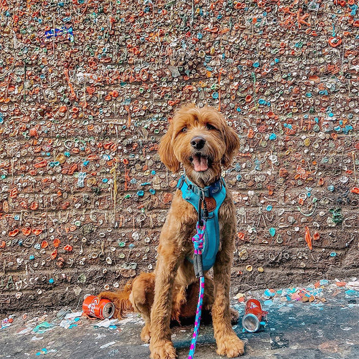 dog in from of gum wall