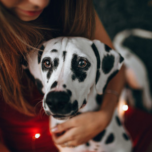 a Dalmation with heartworms comforted by owner
