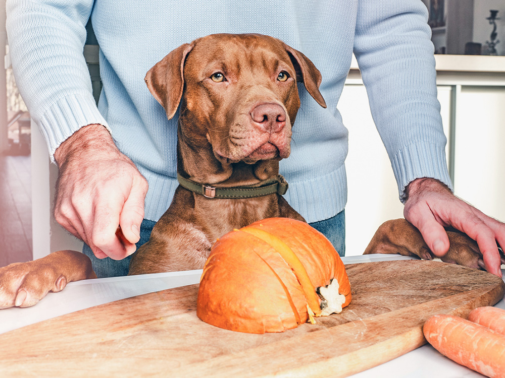 dog watching while pet parent cuts a sweet potato