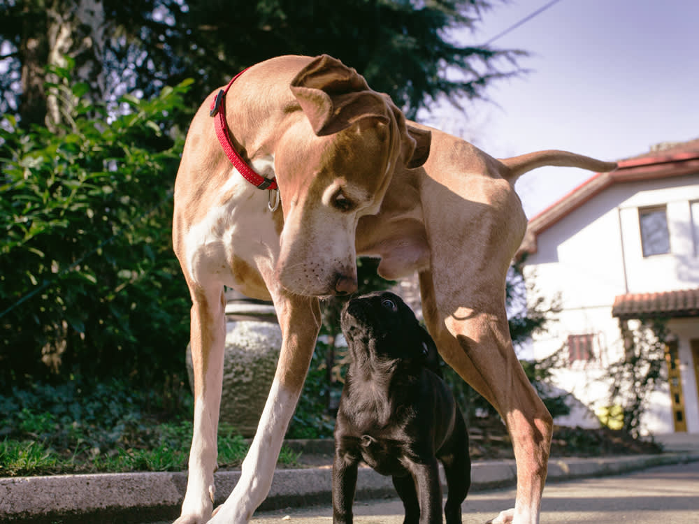 Big dog sniffs little dog in greeting