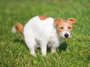 Small dog pooping outside.