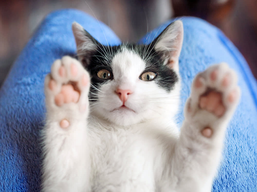 black-and-white cat is acting playful