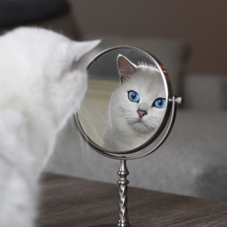 A white cat with blue eyes looking into a mirror. 