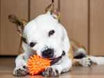 Dog chewing spiked orange toy at home