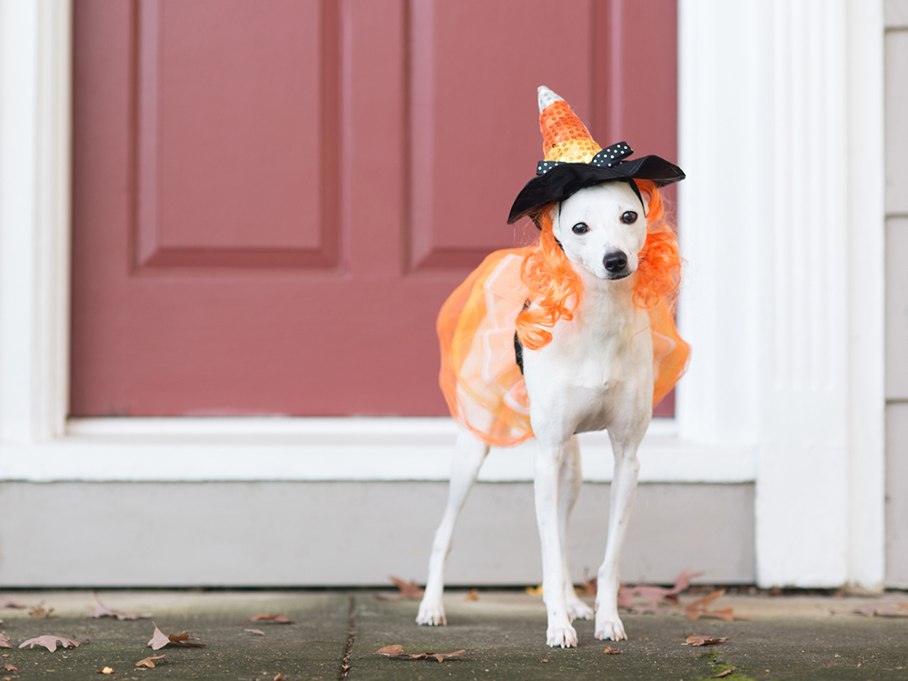 The Best Dog Halloween Costumes · The Wildest
