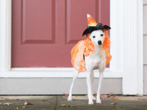 italian greyhound in witch halloween costume