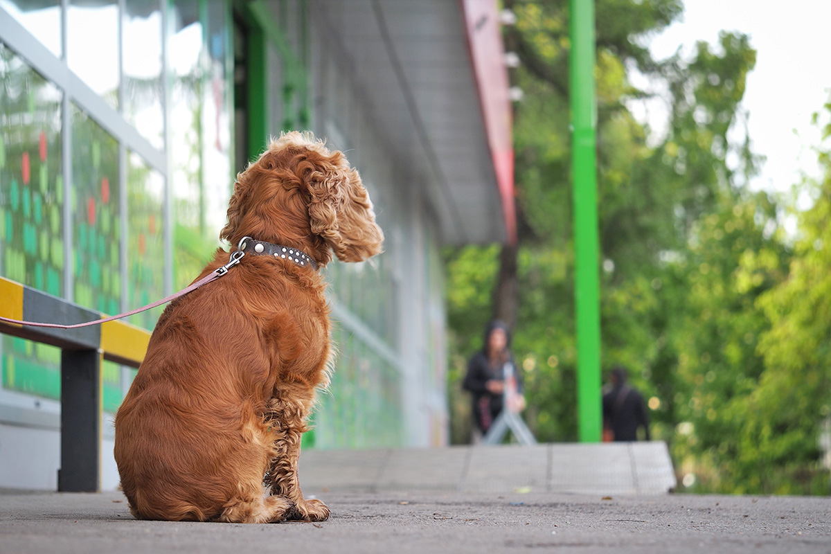 Dog on leash outside store