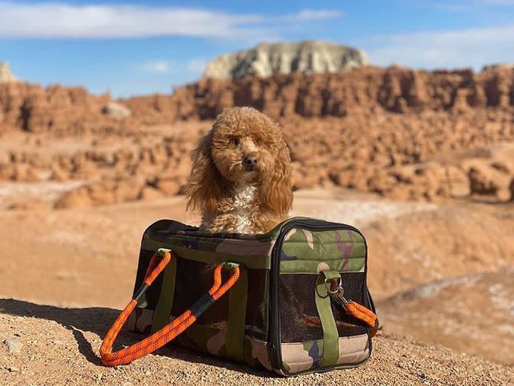 a poodle in a camo bag on a mountain 