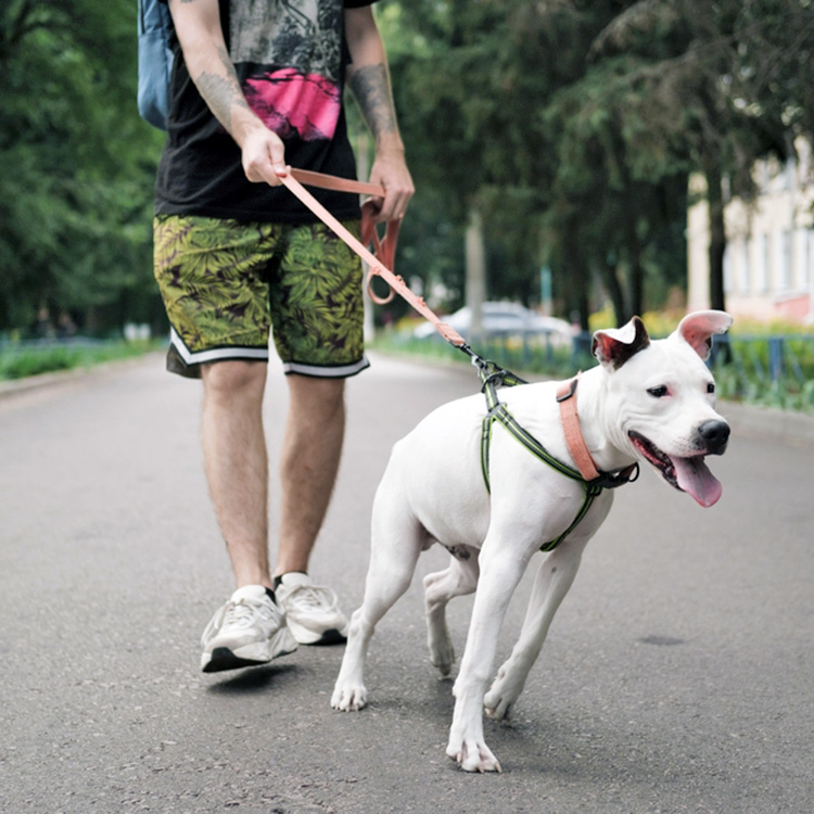 Disobedient dog pulling on the leash.