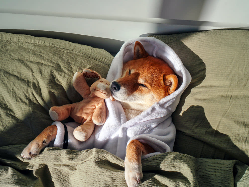 Cute dog being spoiled at home in a robe.