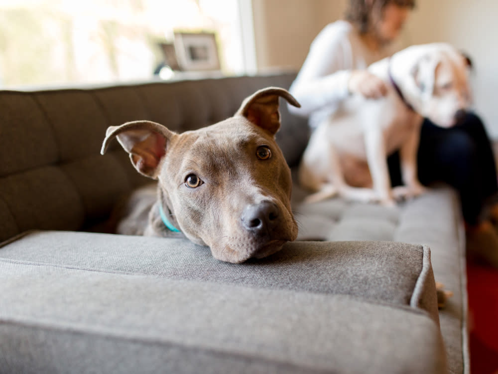 Photo of brown pit bull dog laying on couch with another white pitbull and owner blurred in the background