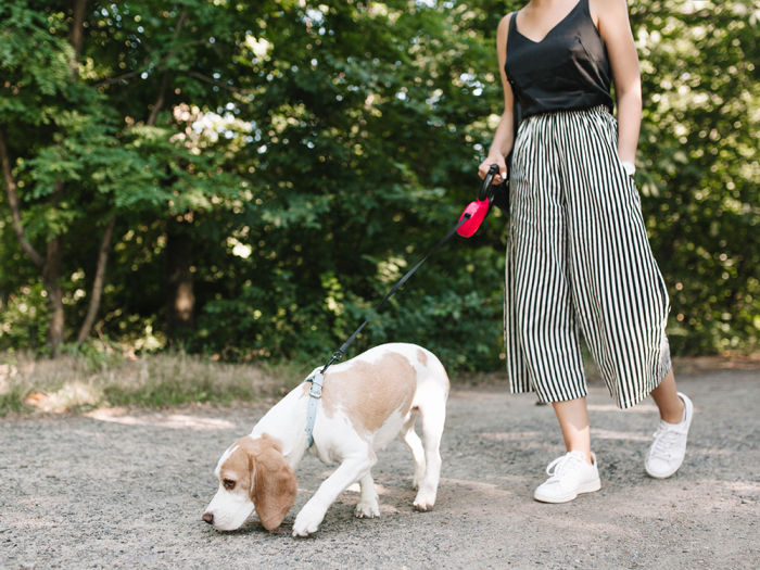 Woman in vintage striped pants walking in park while her pet is following the trail. Cute beagle dog sniffs something on the path in morning.