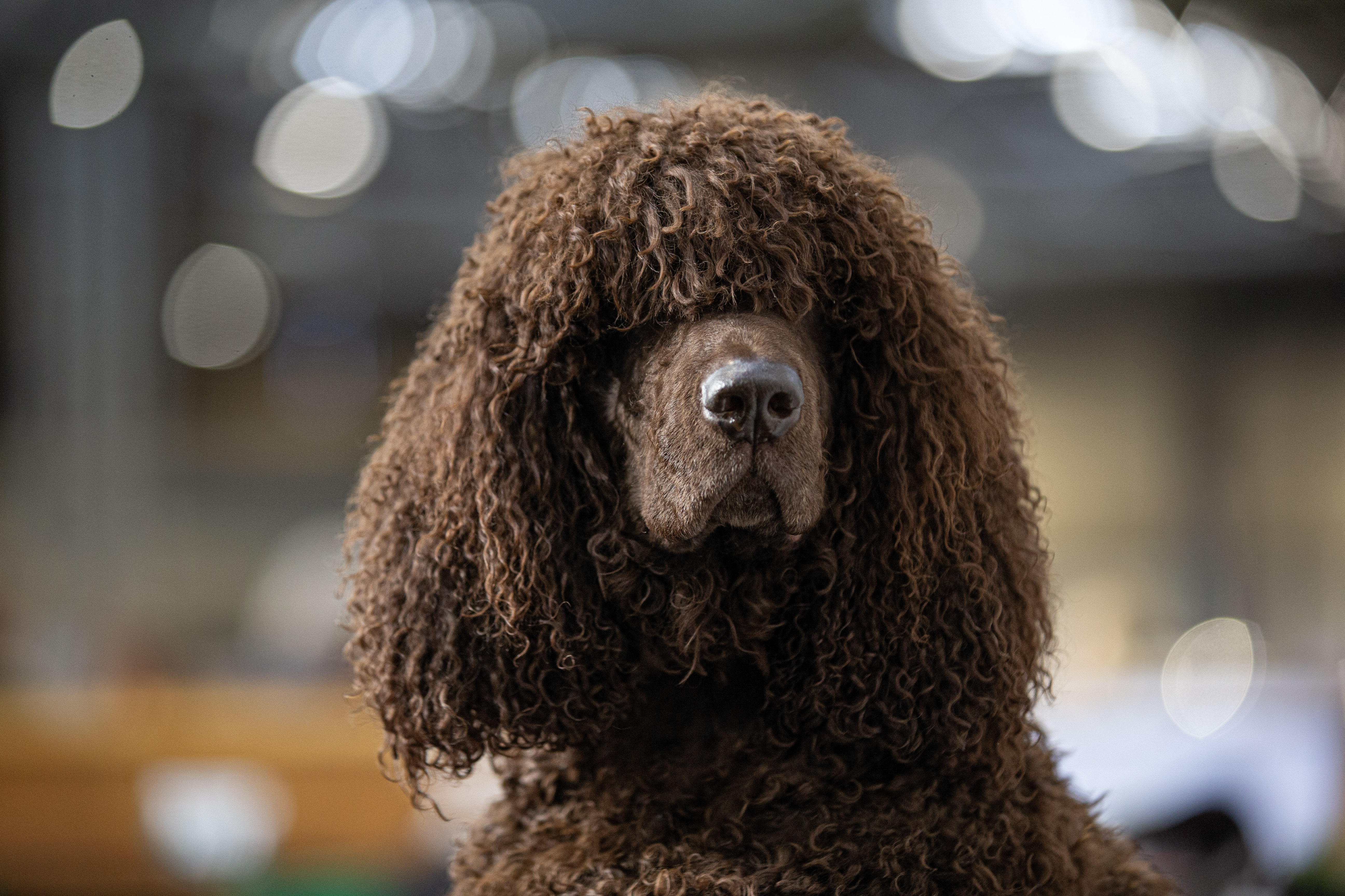 An Irish Water Spaniel at Crufts