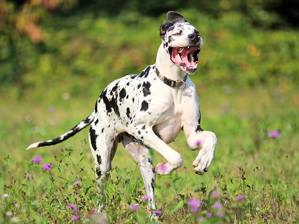 Great Dane running
