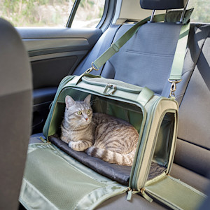 Cat in a carrier in the car.