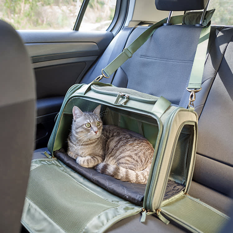 Cat in a carrier in the car.