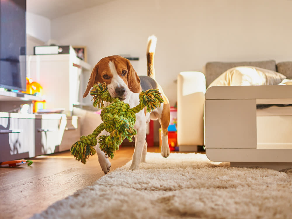 Beagle dog fetching a green rope in a dog-proofed living room.