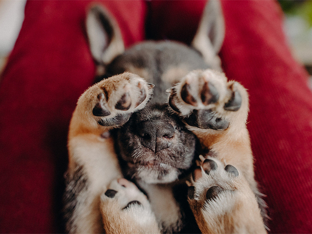 a small puppy covering their eyes