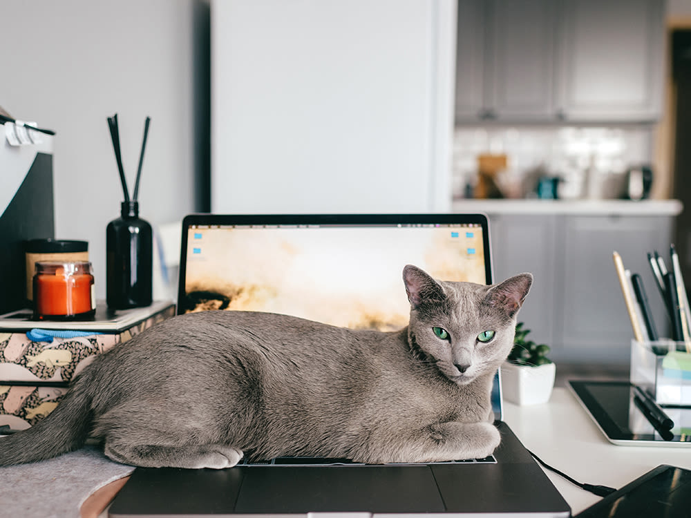 Russian blue cat lying on laptop sitting on working desk