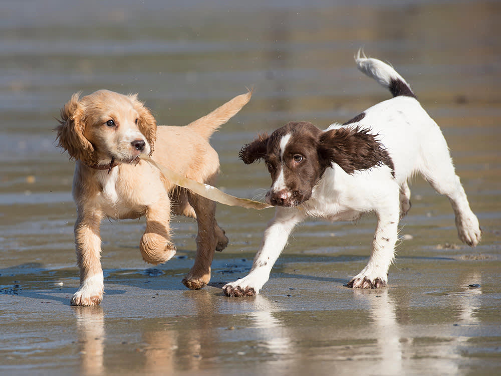 two small puppies play on a beach