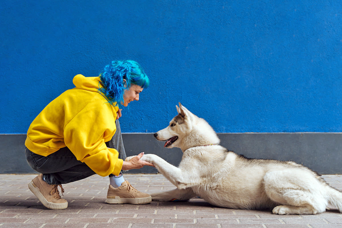 Person shaking hands with a dog