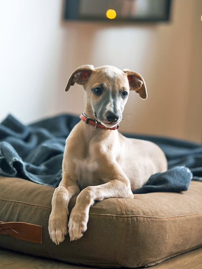 a picture of a whippet puppy on a big bed