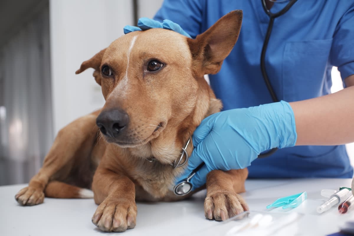 a golden dog lies on a vet table while a vet examines them