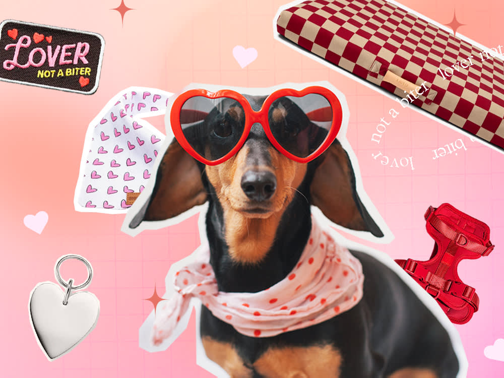 dog collage: Dachshund wearing heart shaped sunglasses, Lay Lo dog bed, red harness, heart shaped tag, a heart bandana, "lover not a biter" patch