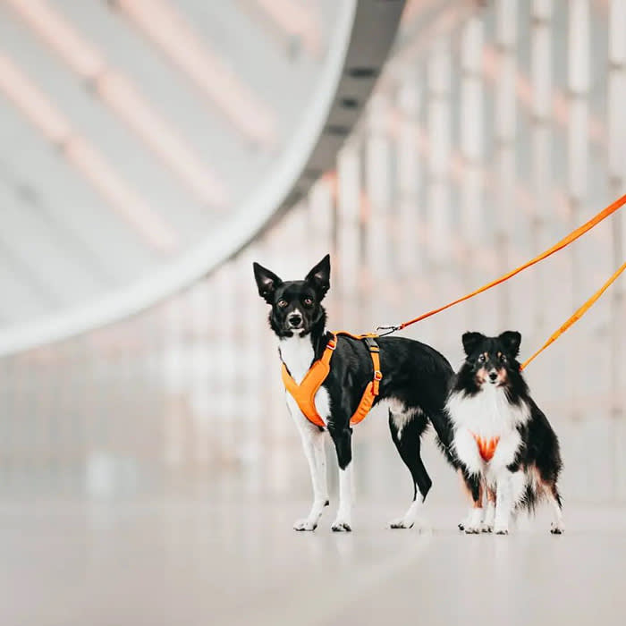 Two small black and white dogs in orange leash and harness