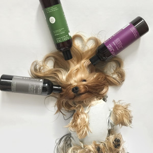 A dog with silky hair posing with dog friendly bathing products. 