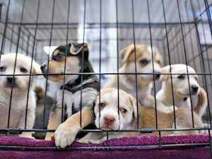 Puppies sad in a crate.